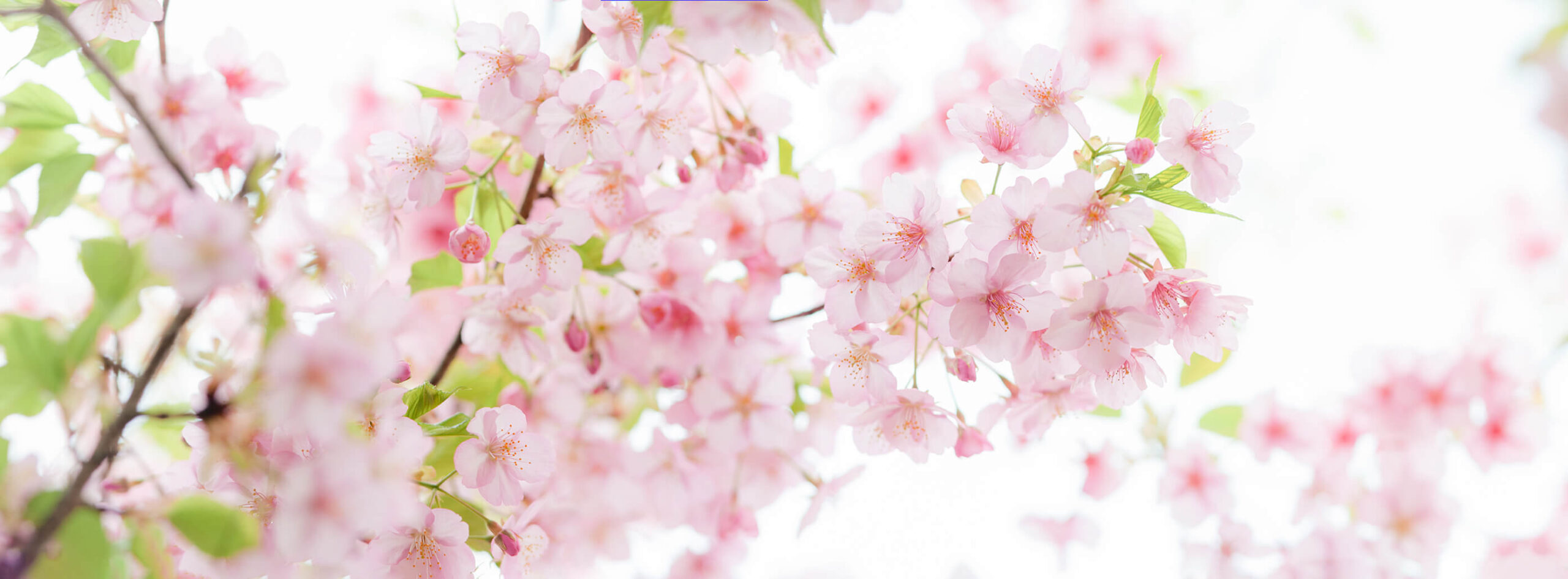 桜のイメージ