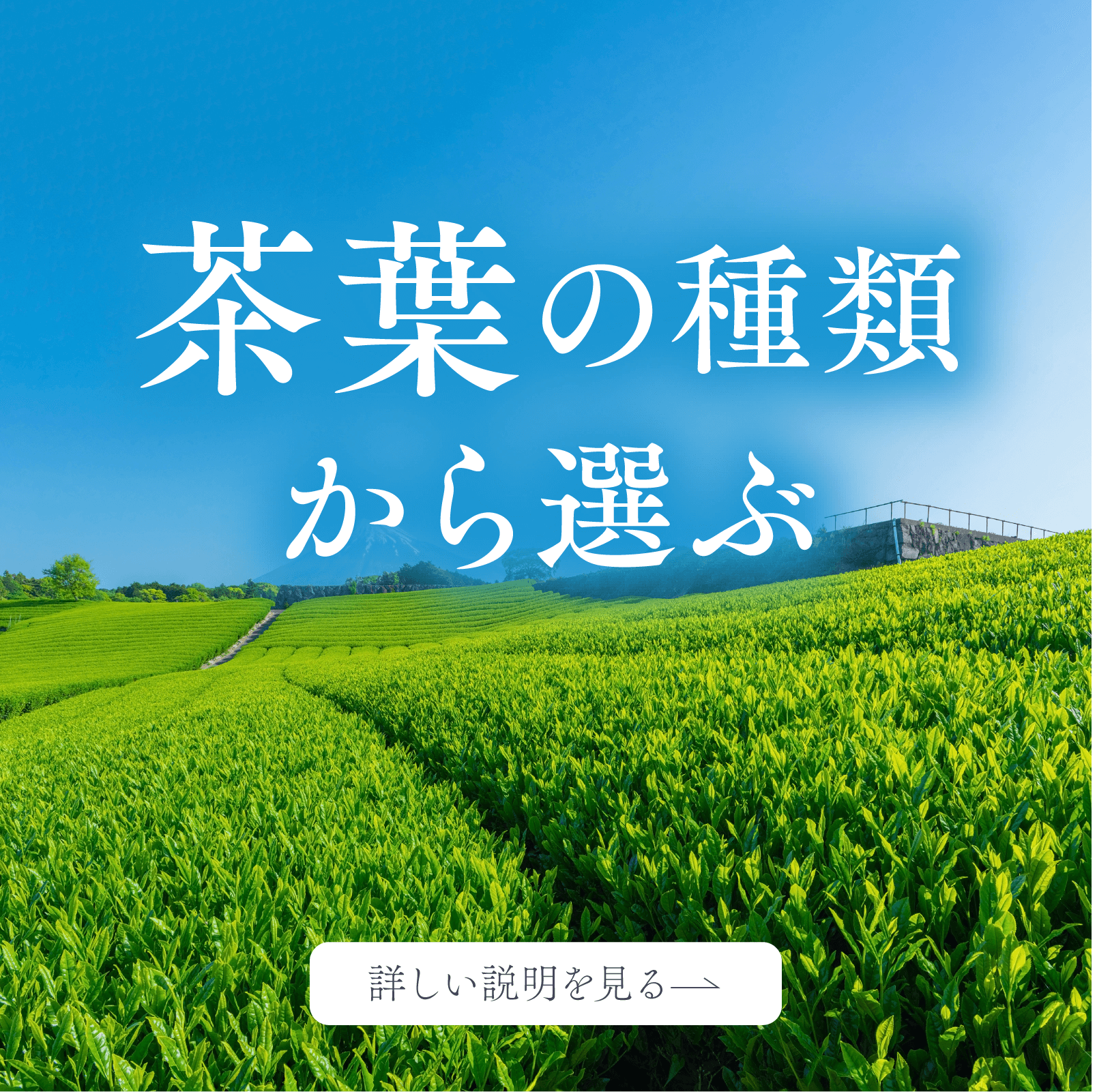 茶葉の種類から選ぶ